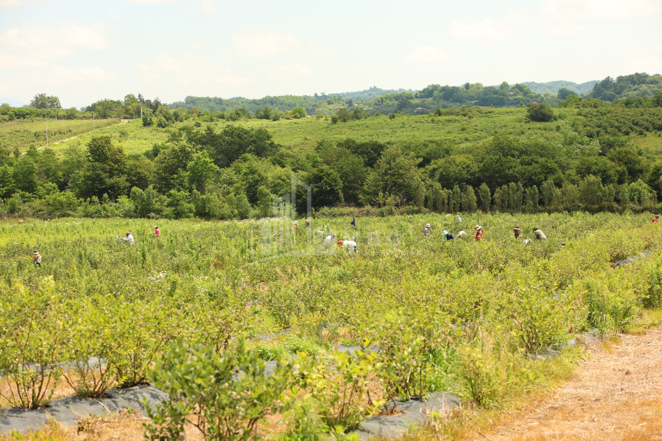For Sale Orchards Land In Senaki