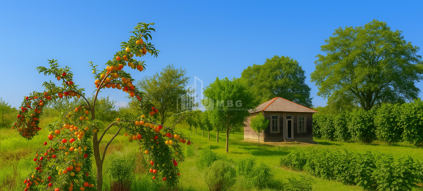 For Sale Land Kvemo Shukhuti Lanchkhuti Municipalities of Guria