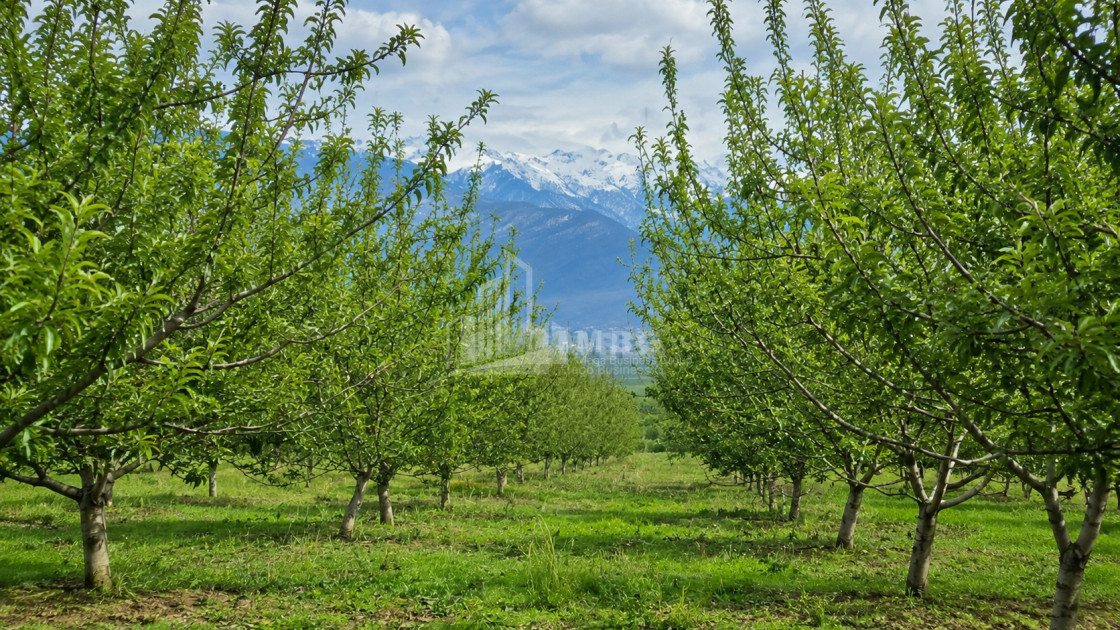 For Sale Orchards Land In Tsinandali, Telavi