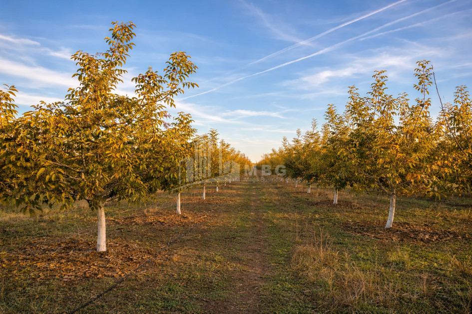 Продается Ореховый сад Земля В Мелани, Гурджаани