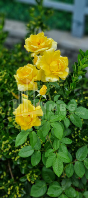 Продается Дом - Вилла В Коджори, Мтацминда Район