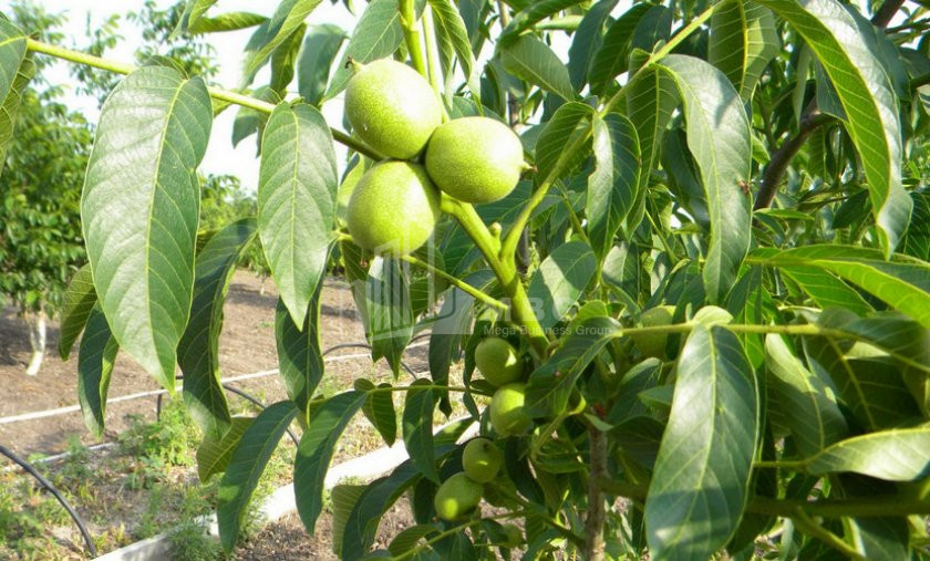 For Sale Orchards Land, in Signagi