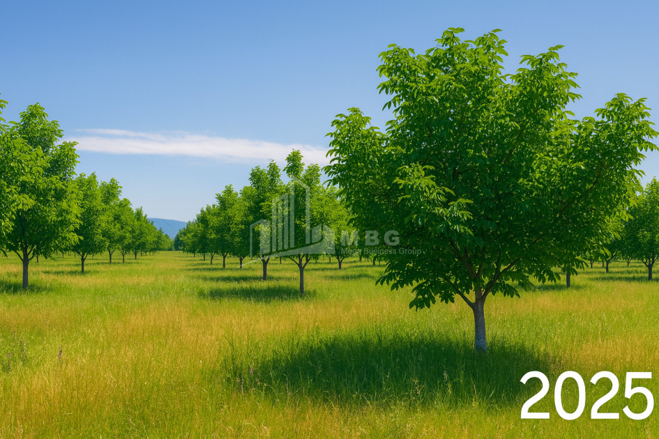 For Sale Land Does Kaspi Shida Kartli