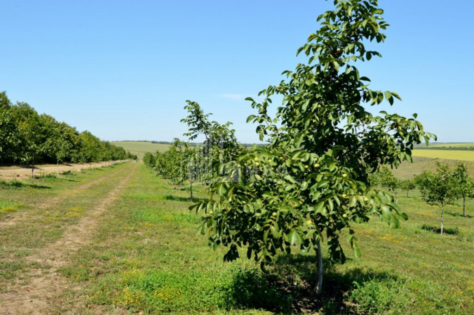 For Sale Orchards Land, in Signagi