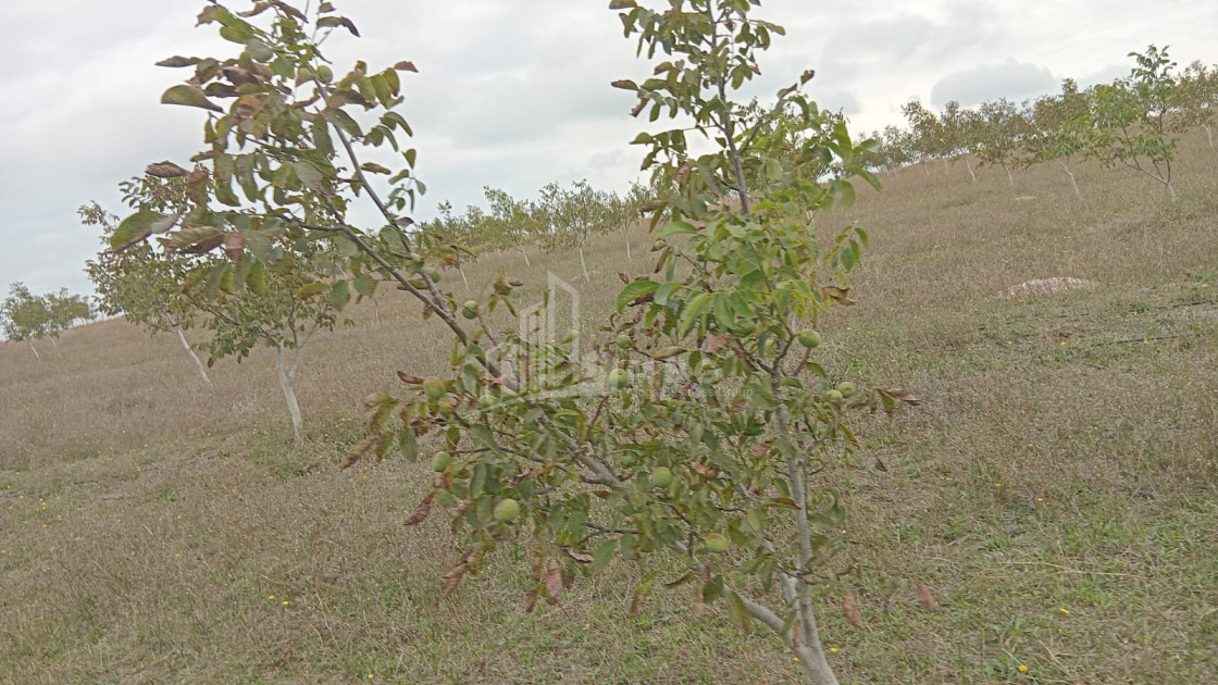 იყიდება მიწის ნაკვეთი ხაშური შიდა ქართლი