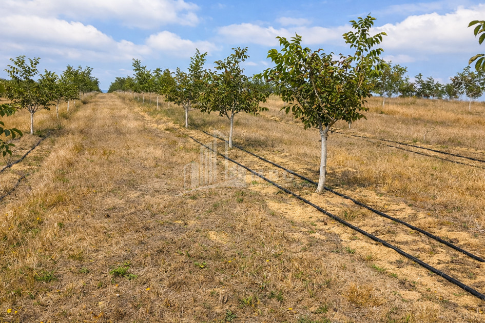 Продается Фруктовые сад Земля В Хашури
