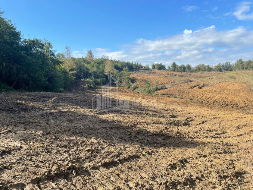 For Sale Blueberry orchard Land In Baileti, Ozurgeti