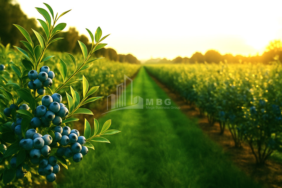 For Sale Land Samegrelo