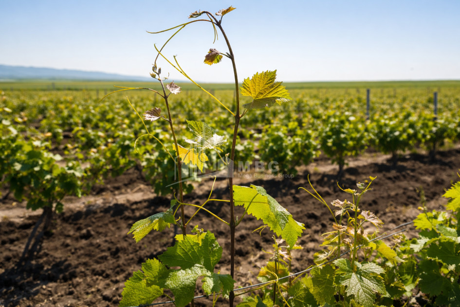 For Sale Vineyard - Chateau Land In Melani, Gurjaani