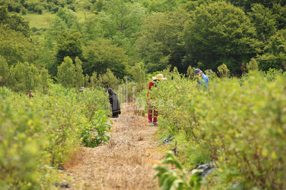 For Sale Orchards Land In Senaki