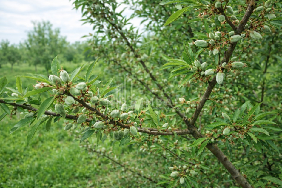 For Sale Land Bolnisi Kvemo Kartli