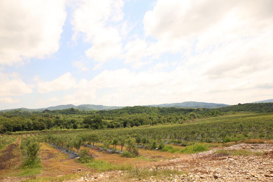 For Sale Orchards Land In Senaki