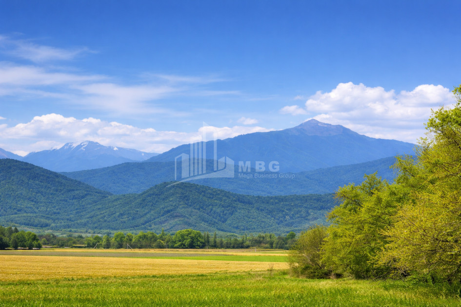 იყიდება სავენახე - საშატოე მიწის ნაკვეთი თელავში