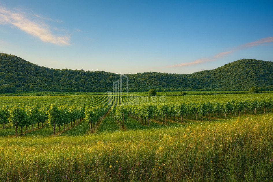 For Sale Land Gremi Kvareli Kakheti