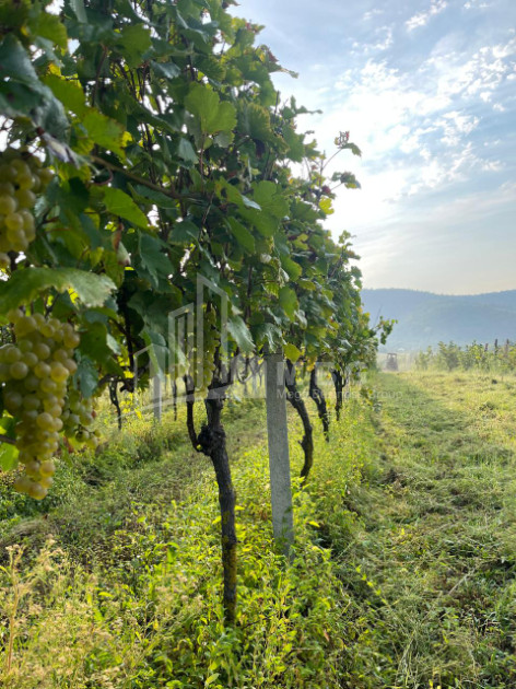 For Sale Land Mtisdziri Kvareli Kakheti