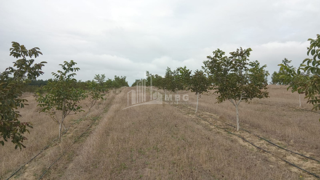 იყიდება მიწის ნაკვეთი ხაშური შიდა ქართლი