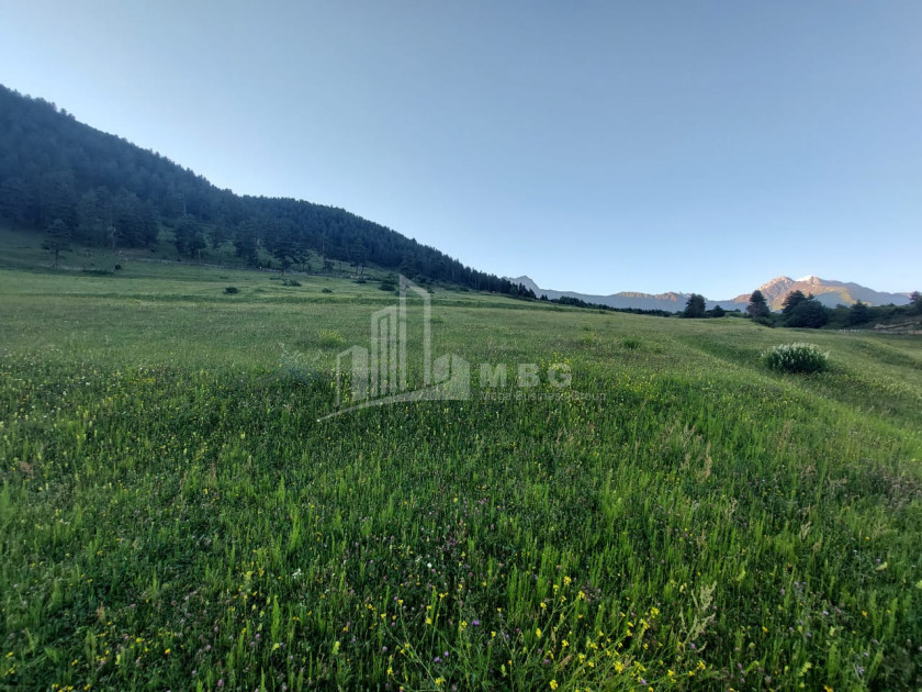 For Sale Land Tsvirmi Mestia Samegrelo   Upper Svaneti