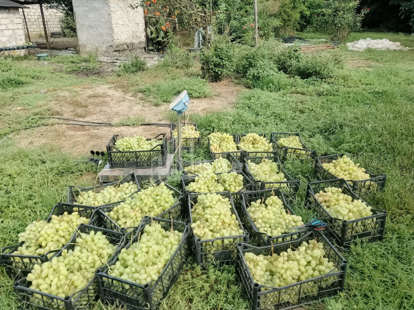 For Sale Land, Nosiri, Senaki, Samegrelo