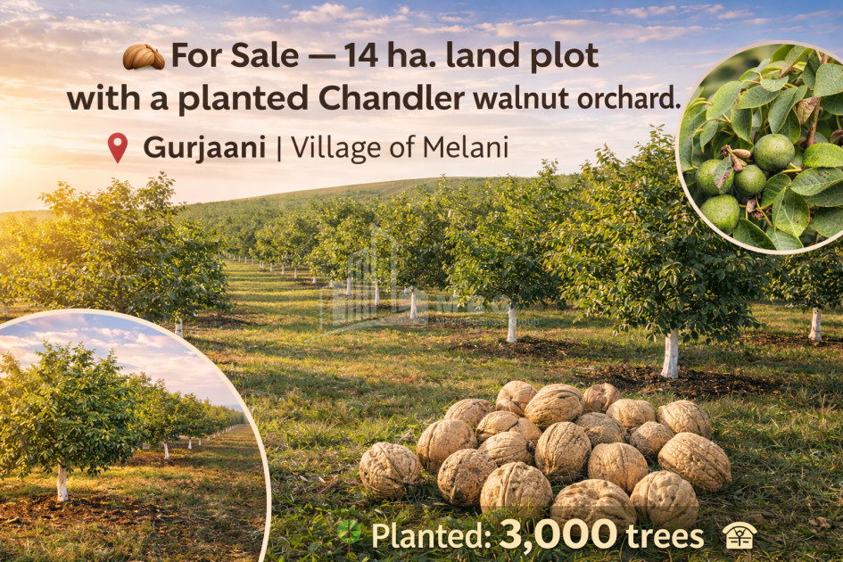 Продается Ореховый сад Земля В Мелани, Гурджаани