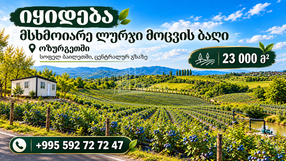 For Sale Blueberry orchard Land In Baileti, Ozurgeti