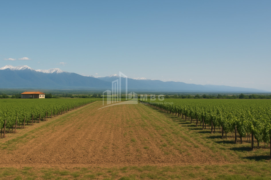 For Sale Land Eniseli Kvareli Kakheti