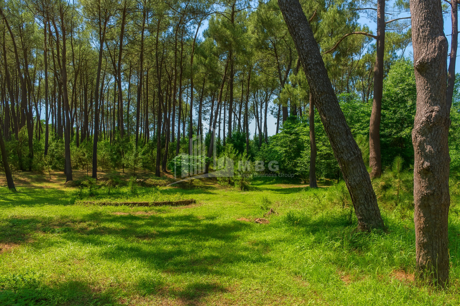 For Sale Land Daba Ureki Ozurgeti Municipalities of Guria