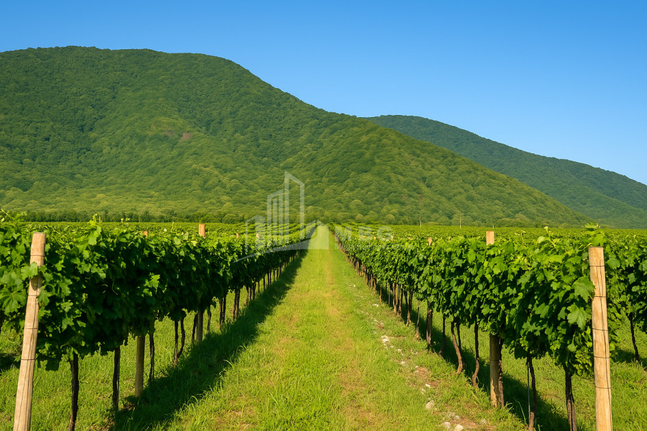 For Sale Land Kvareli Kakheti