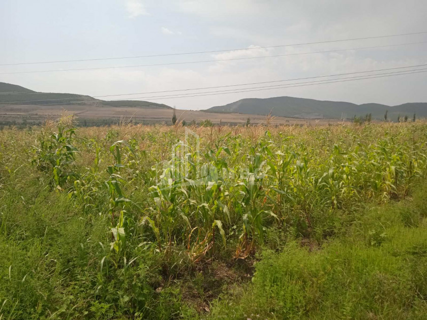 For Sale Orchards Land, in Okami