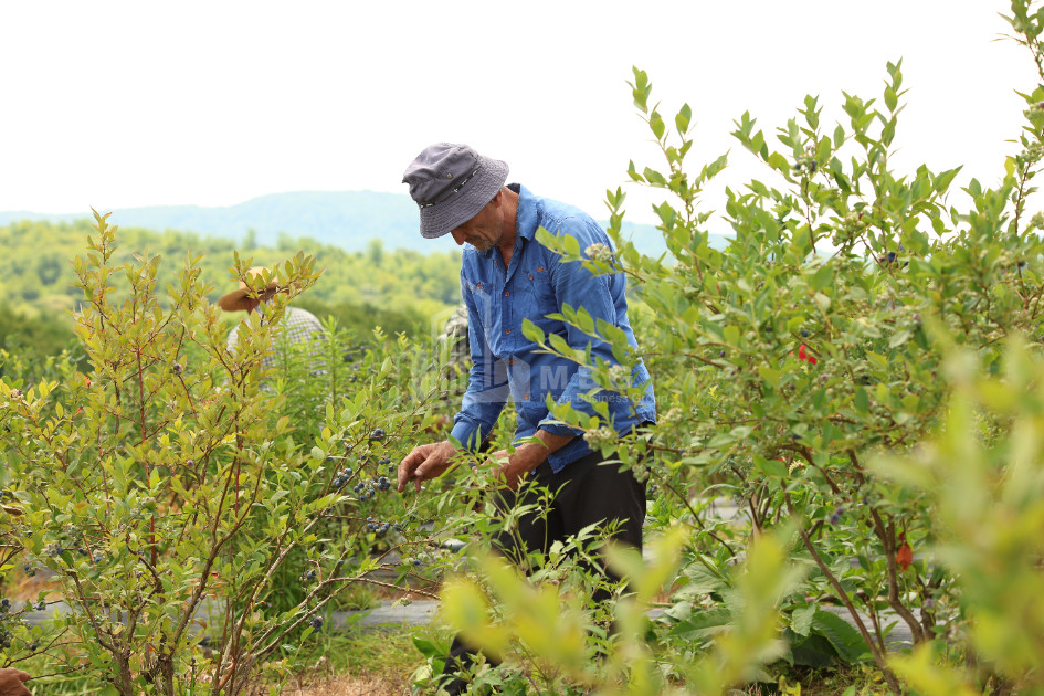 For Sale Orchards Land In Senaki