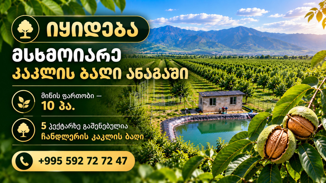 For Sale Walnut orchard Land In Anaga, Signagi