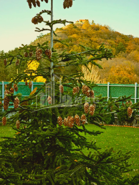 Продается Дом - Вилла В Коджори, Мтацминда Район