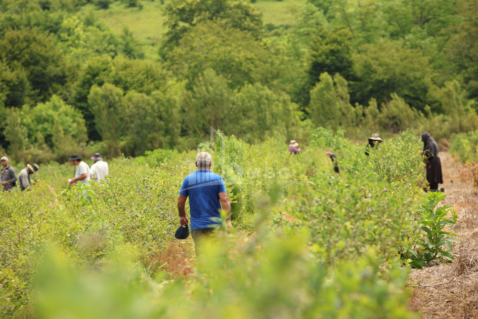For Sale Orchards Land In Senaki