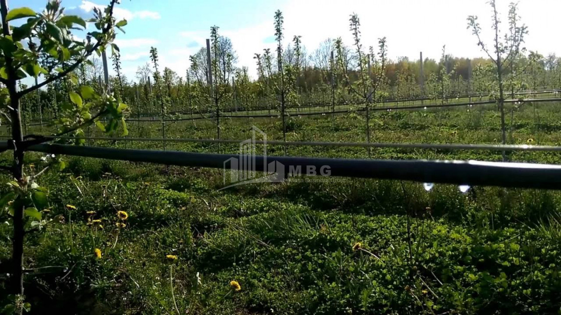 For Sale Orchards Land, in Okami