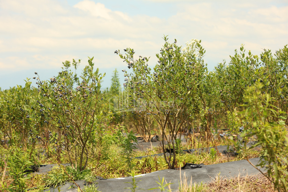 For Sale Orchards Land In Senaki