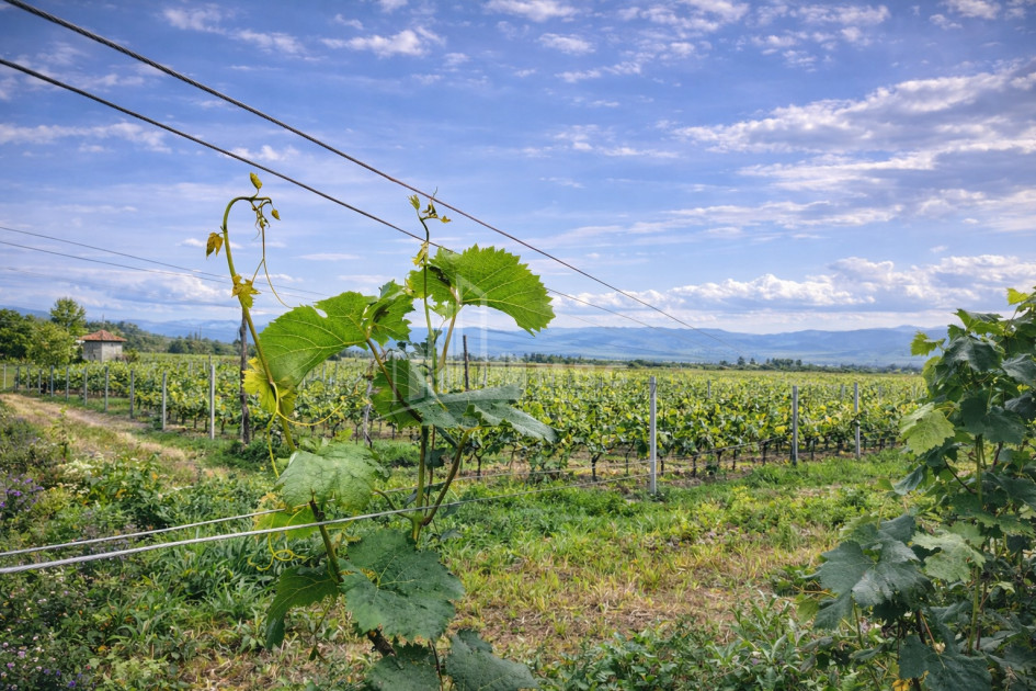For Sale Vineyard - Chateau Land In Gori