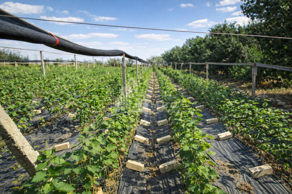 For Sale Land Kumisi Gardabani Kvemo Kartli