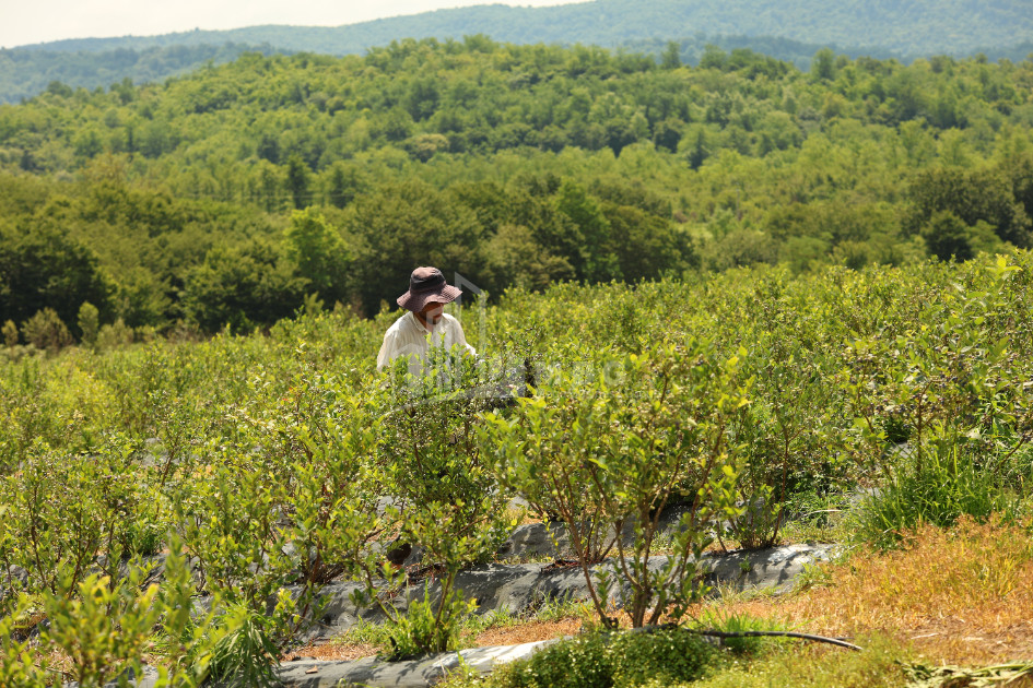 For Sale Orchards Land In Senaki