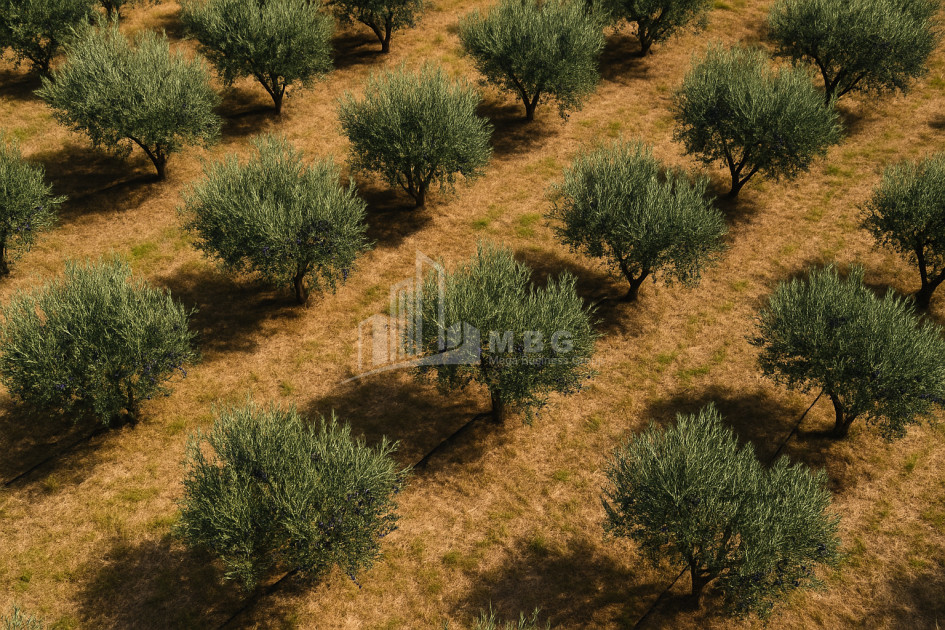 For Sale Land Kvareli Kakheti