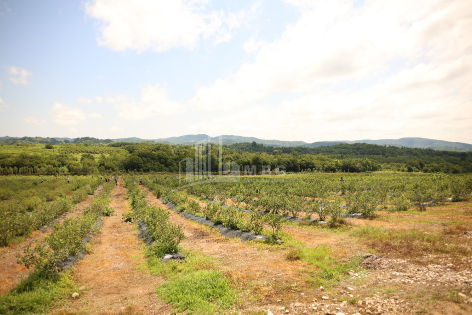 For Sale Orchards Land In Senaki