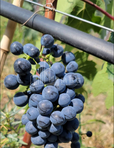 იყიდება კომერციული ფართი ძეგვი მცხეთა მცხეთა   მთიანეთი