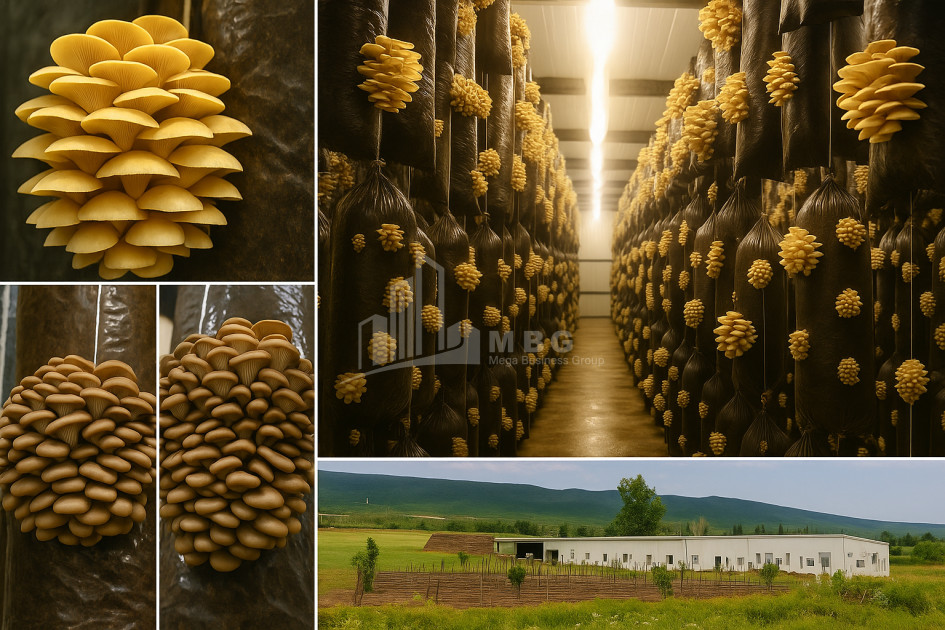 For Sale Commercial Okami Kaspi Shida Kartli