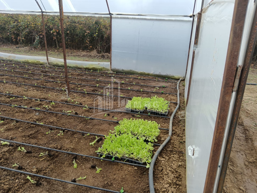 For Sale Land, Nosiri, Senaki, Samegrelo