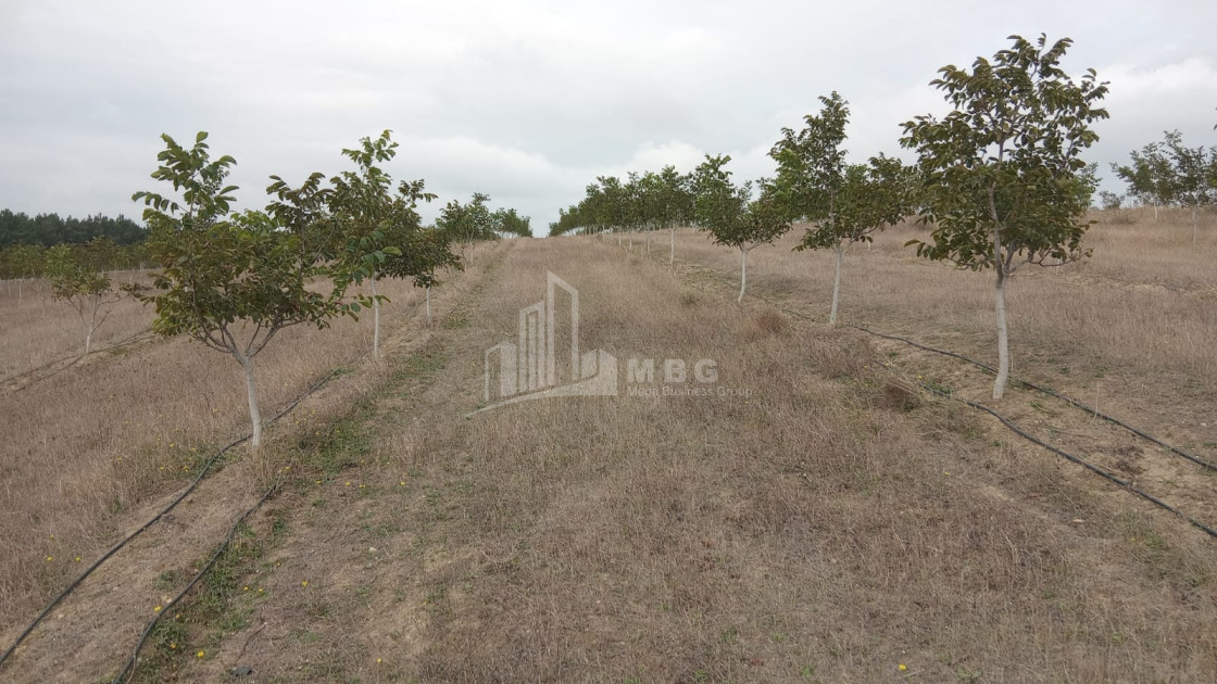 იყიდება მიწის ნაკვეთი ხაშური შიდა ქართლი