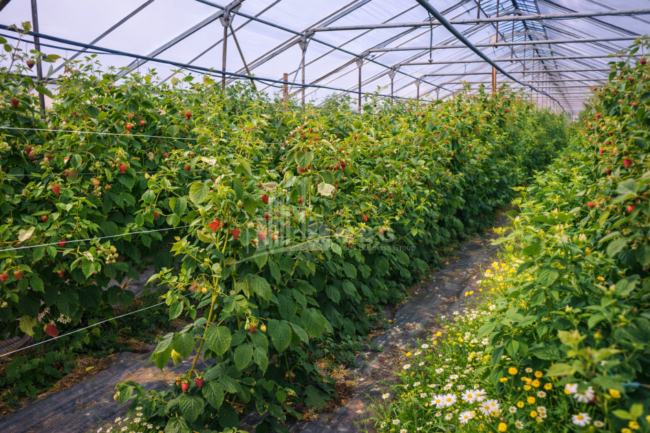 Продается Земля Имерети