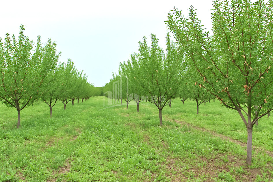For Sale Land Bolnisi Kvemo Kartli