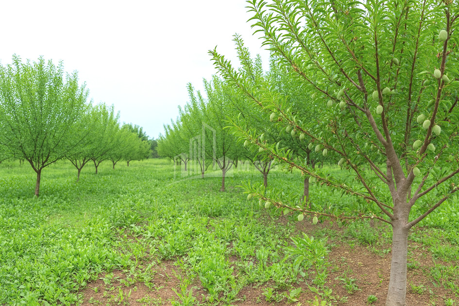 For Sale Land Bolnisi Kvemo Kartli