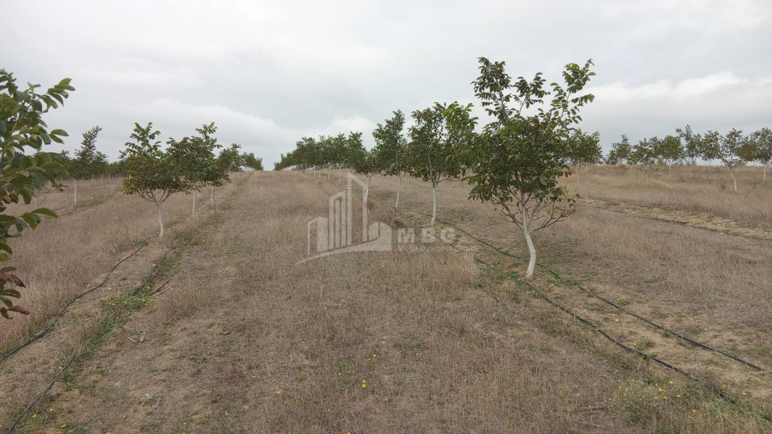 იყიდება მიწის ნაკვეთი ხაშური შიდა ქართლი