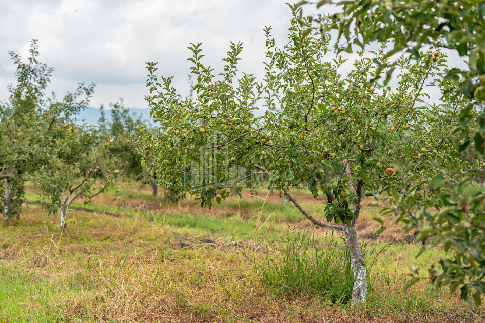 For Sale Land Kakheti