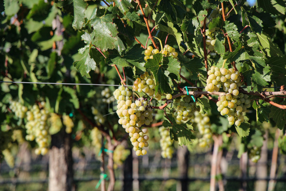 იყიდება კომერციული ფართი დოესი კასპი შიდა ქართლი