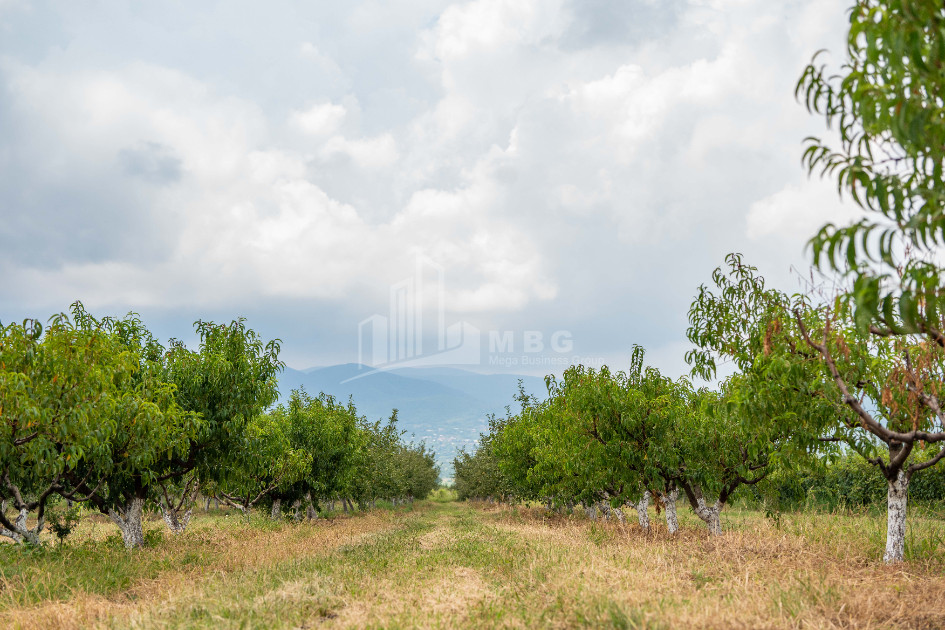 For Sale Land Kakheti